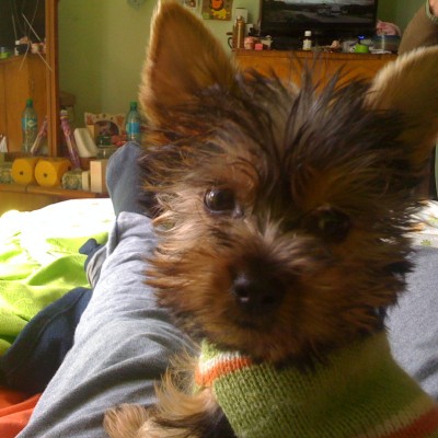 macho de yorkshire terrier lucky