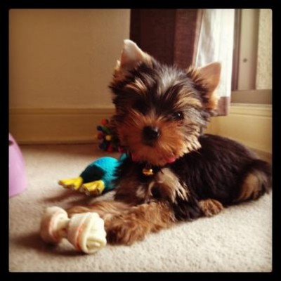 Yorkshire Terrier Blue Derual