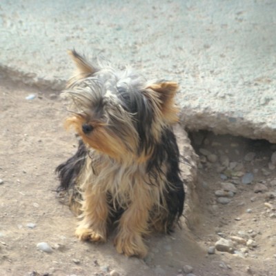 foto perro yorkshire terrier