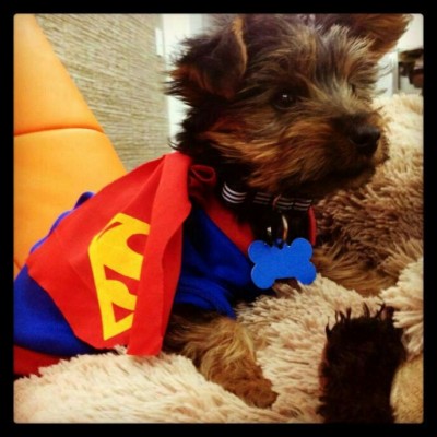 Yorkshire Terrier Superman