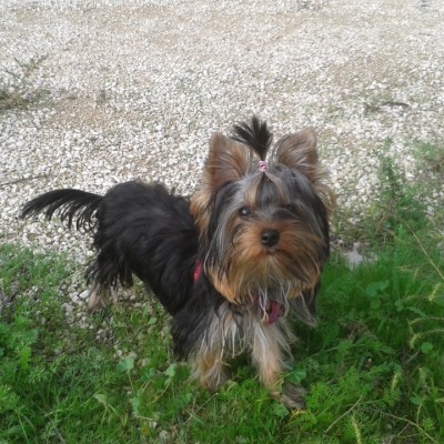 hembra yorkshire terrier kira