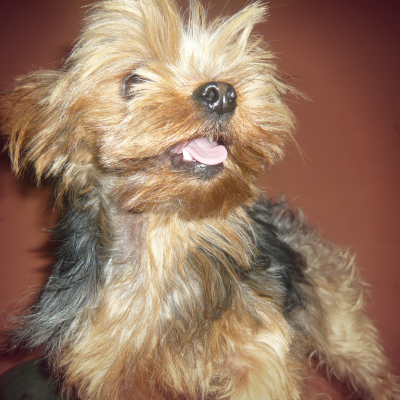 Yorkshire Terrier Boss