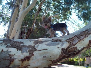 yorkshire terrier