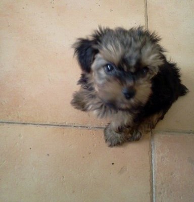 Yorkshire Terrier Sandy