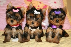 tres cachorros de yorkshire terrier