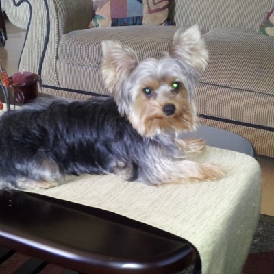 Yorkshire Terrier Scrappy