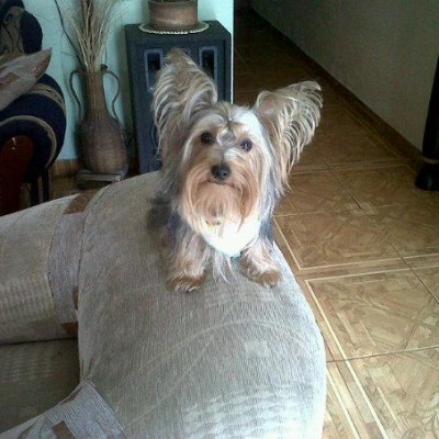 foto yorkshire terrier mateo