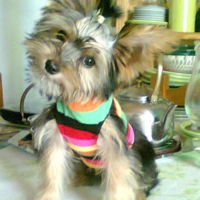 foto yorkshire terrier barbie