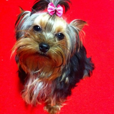 foto yorkshire terrier llamada tita