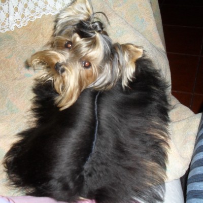 foto yorkshire terrier nano