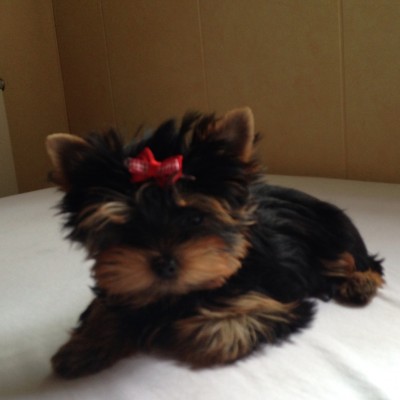 foto hembra yorkshire terrier