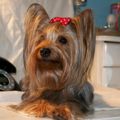 hembra de yorkshire terrier uma