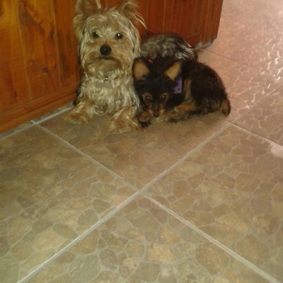 yorkshire terrier max y sofia