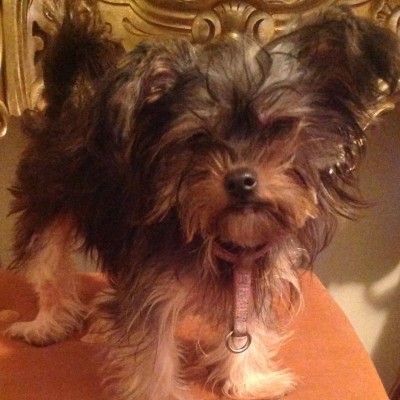 hembra yorkshire terrier mia