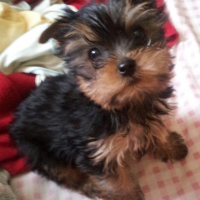 macho de yorkshire terrier gaspar