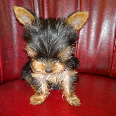macho de yorkshire terrier