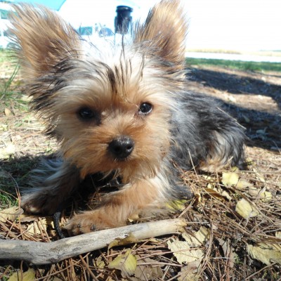 foto yorkshire elvis macho