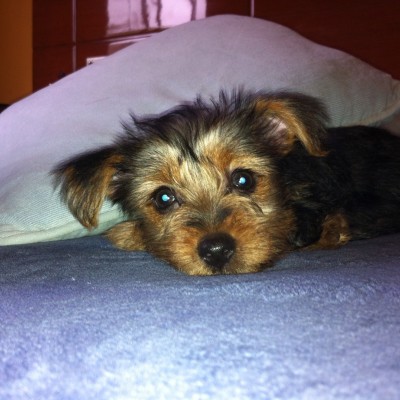 foto macho llamado totti