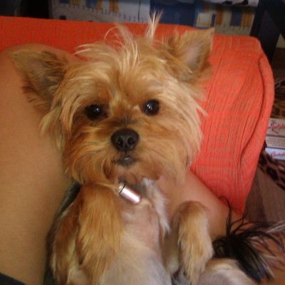 hembra de yorkshire terrier