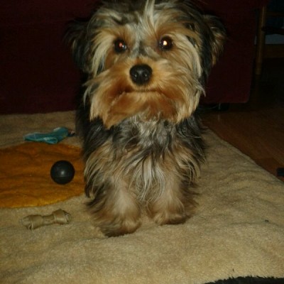 macho yorkshire terrier roko