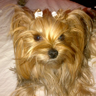 hembra de yorkshire terrier