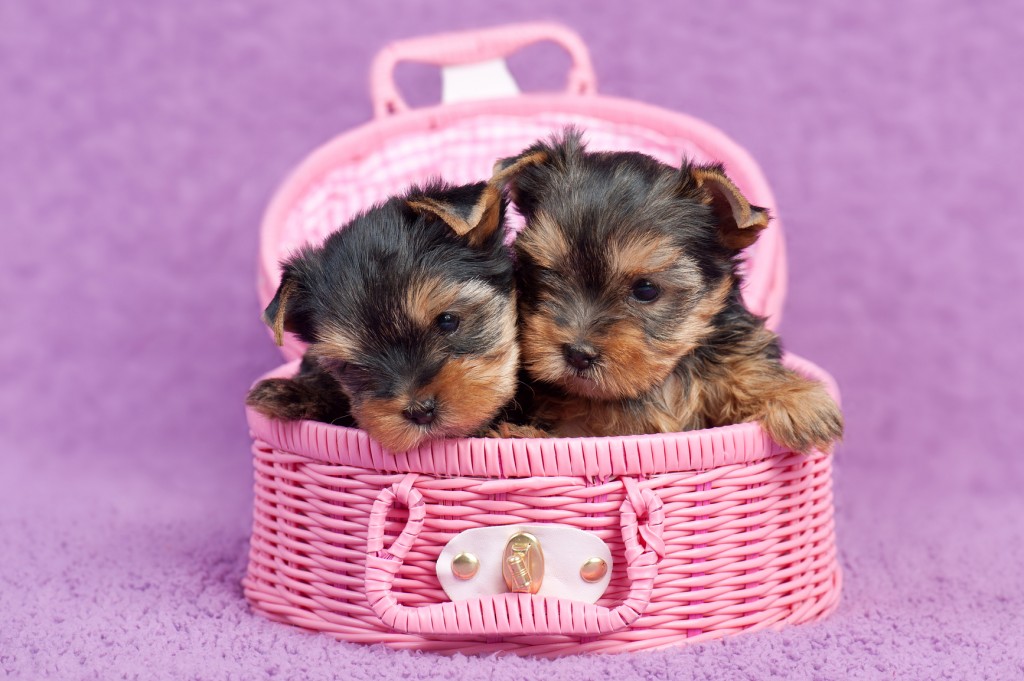 Dos cachorros de yorkshire terrier