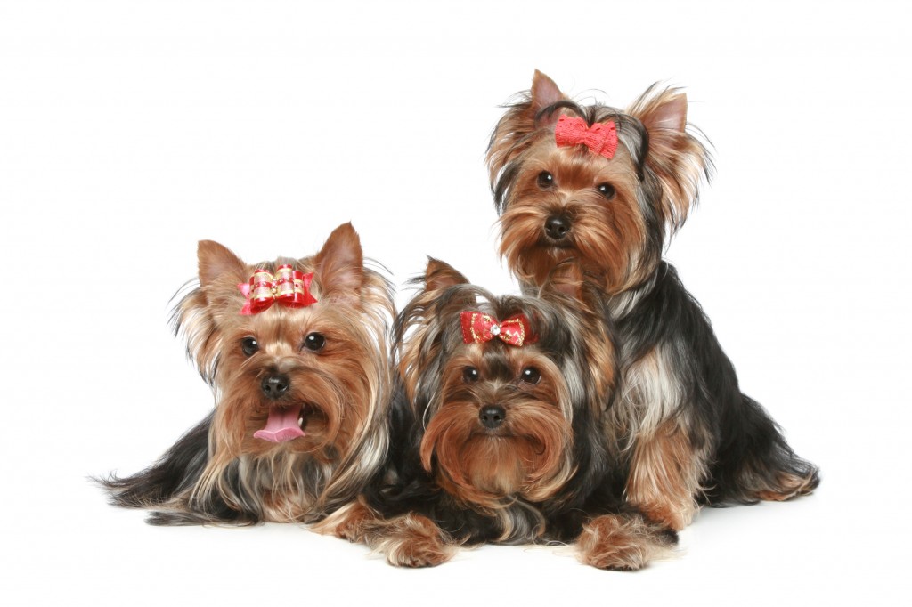 tres yorkshire terrier