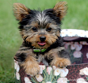 cachorrito de yorkie mini