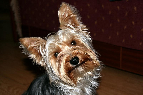 perro yorkie precio sobre la raza de perros terrier perro yorkie precio sobre la raza de perros terrier