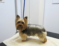 yorkie miniatura terrier o miniatura yorkie teacup yorkie miniatura terrier o miniatura yorkie teacup