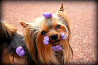yorkshire terrier moños