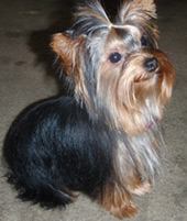 perro yorkie precio precio de un terrier desde los 500 a 1000 euros perro yorkie precio precio de un terrier desde los 500 a 1000 euros