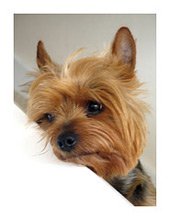 perro yorkie precio cuidados terrier orejas rabo y ojos perro yorkie precio cuidados terrier orejas rabo y ojos