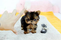 perro yorkie precio terrier web sobre los perros yorkie y miniatura perro yorkie precio terrier web sobre los perros yorkie y miniatura