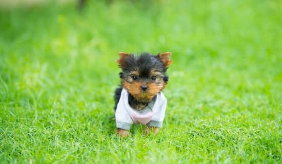 yorky toy miniatura con 2 meses