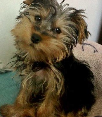 Yorkshire Terrier Pupy Yorkshire Terrier Pupy