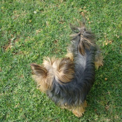 hembra yorkie rosana