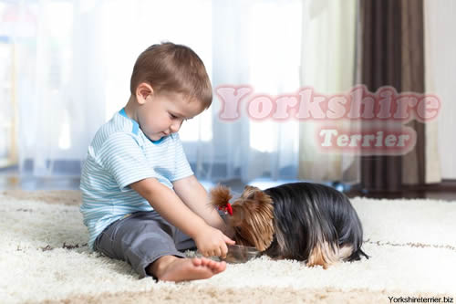 niño pequeño con cachorro de yorkshire terrier