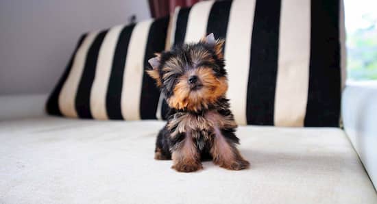 yorkshire terrier toy