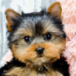 cachorro de yorkshire terrier