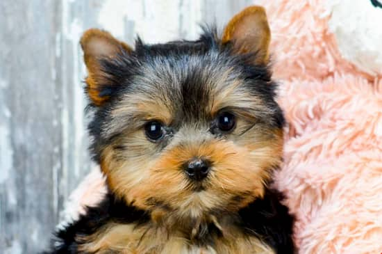 cachorro de yorkshire terrier