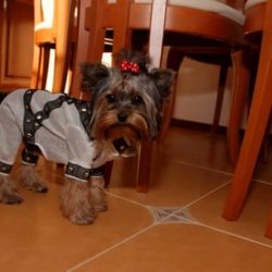 yorkshire terrier adiestrado