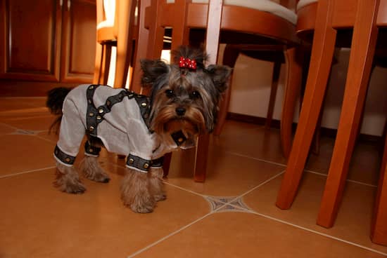 yorkshire terrier adiestrado