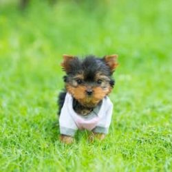 yorky toy miniatura con 2 meses